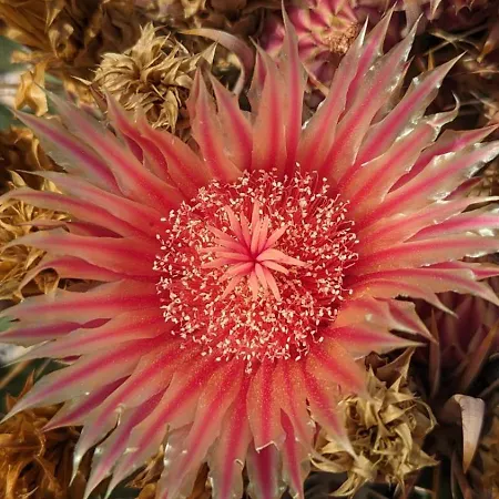 Backpackerroom's Couette-café La Santa