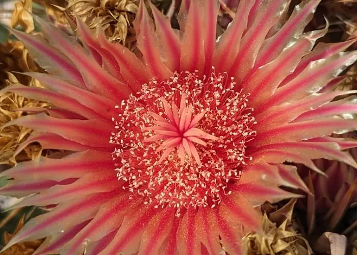 Backpackerroom's 住宿加早餐酒店 拉桑塔